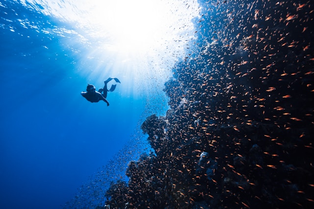 a-person-swimming-in-the-ocean-with-a-lot-of-fish